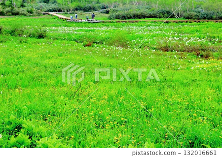 六月的栂池自然公園（其二） 春天的梔池自然公園 信州的自然風光 信州的風景 132016661