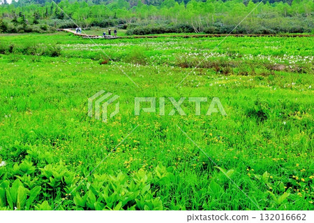 六月的栂池自然公園（其二） 春天的梔池自然公園 信州的自然風光 信州的風景 132016662
