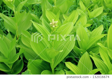 Tsugaike Nature Park in June, Part 2 Tsugaike Nature Park in Spring Nature of Shinshu Scenery of Shinshu 132016674