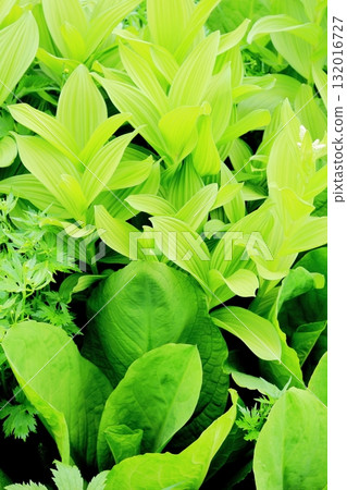 Tsugaike Nature Park in June, Part 2 Tsugaike Nature Park in Spring Nature of Shinshu Scenery of Shinshu Tsugaike Nature Park in June, Part 2 Tsugaike Nature Park in Spring Nature of Shinshu Scenery of Shinshu 132016727