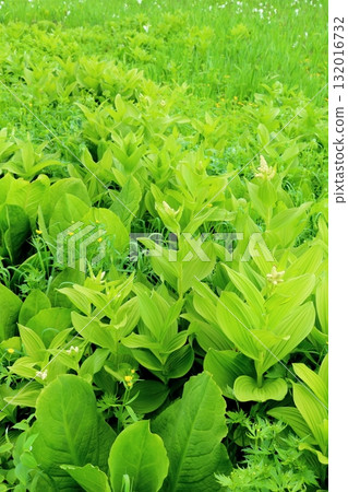 Tsugaike Nature Park in June, Part 2 Tsugaike Nature Park in Spring Nature of Shinshu Scenery of Shinshu 132016732