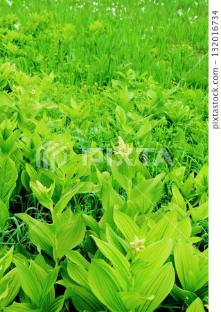 Tsugaike Nature Park in June, Part 2 Tsugaike Nature Park in Spring Nature of Shinshu Scenery of Shinshu Tsugaike Nature Park in June, Part 2 Tsugaike Nature Park in Spring Nature of Shinshu Scenery of Shinshu 132016734