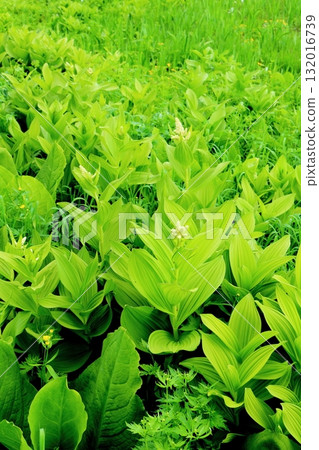 Tsugaike Nature Park in June, Part 2 Tsugaike Nature Park in Spring Nature of Shinshu Scenery of Shinshu 132016739