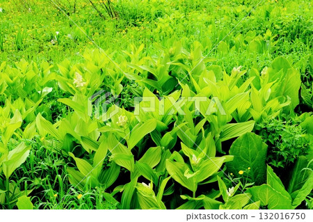 六月的栂池自然公園（其二） 春天的梔池自然公園 信州的自然風光 信州的風景 132016750