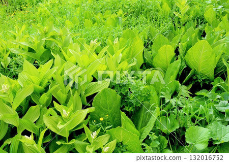 六月的栂池自然公園（其二） 春天的梔池自然公園 信州的自然風光 信州的風景 132016752