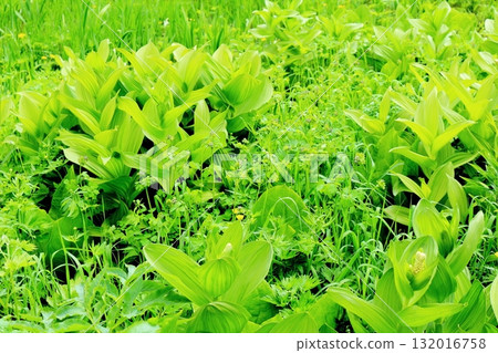 六月的栂池自然公園(其二) 春天的梔池自然公園 信州的自然風光 信州的風景 六月的栂池自然公園(其二) 春天的梔池自然公園 信州的自然風光 信州的風景 132016758