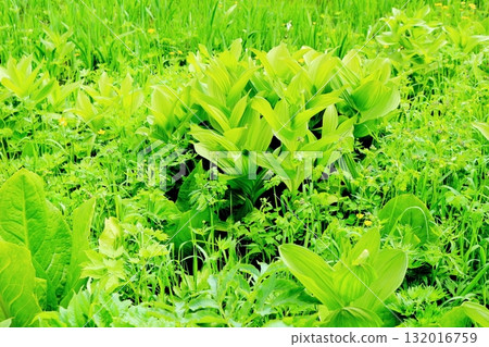 六月的栂池自然公園（其二） 春天的梔池自然公園 信州的自然風光 信州的風景 132016759