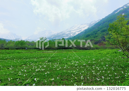 Tsugaike Nature Park in June, Part 2 Tsugaike Nature Park in Spring Nature of Shinshu Scenery of Shinshu Tsugaike Nature Park in June, Part 2 Tsugaike Nature Park in Spring Nature of Shinshu Scenery of Shinshu 132016775