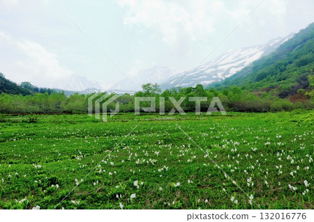 Tsugaike Nature Park in June, Part 2 Tsugaike Nature Park in Spring Nature of Shinshu Scenery of Shinshu Tsugaike Nature Park in June, Part 2 Tsugaike Nature Park in Spring Nature of Shinshu Scenery of Shinshu 132016776