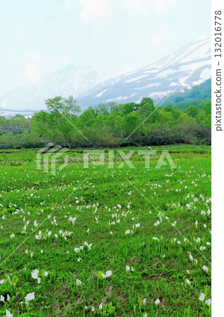 Tsugaike Nature Park in June, Part 2 Tsugaike Nature Park in Spring Nature of Shinshu Scenery of Shinshu 132016778