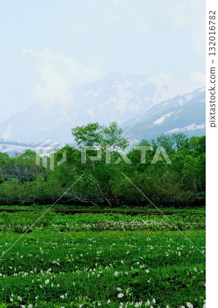 Tsugaike Nature Park in June, Part 2 Tsugaike Nature Park in Spring Nature of Shinshu Scenery of Shinshu 132016782