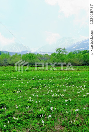 Tsugaike Nature Park in June, Part 2 Tsugaike Nature Park in Spring Nature of Shinshu Scenery of Shinshu Tsugaike Nature Park in June, Part 2 Tsugaike Nature Park in Spring Nature of Shinshu Scenery of Shinshu 132016787