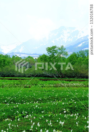 Tsugaike Nature Park in June, Part 2 Tsugaike Nature Park in Spring Nature of Shinshu Scenery of Shinshu Tsugaike Nature Park in June, Part 2 Tsugaike Nature Park in Spring Nature of Shinshu Scenery of Shinshu 132016788