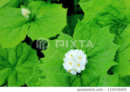 六月的栂池自然公園(其二) 春天的梔池自然公園 信州的自然風光 信州的風景 六月的栂池自然公園(其二) 春天的梔池自然公園 信州的自然風光 信州的風景 132016805