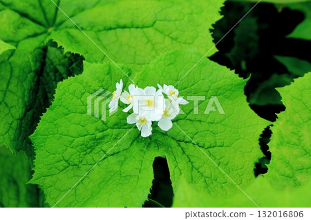 六月的栂池自然公園(其二) 春天的梔池自然公園 信州的自然風光 信州的風景 六月的栂池自然公園(其二) 春天的梔池自然公園 信州的自然風光 信州的風景 132016806