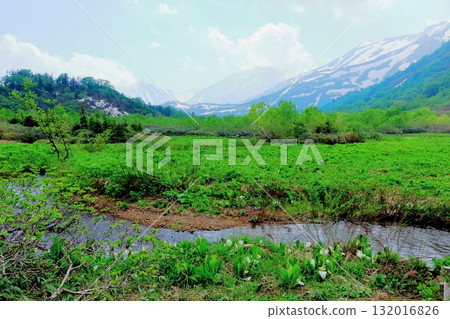 六月的栂池自然公園(其二) 春天的梔池自然公園 信州的自然風光 信州的風景 六月的栂池自然公園(其二) 春天的梔池自然公園 信州的自然風光 信州的風景 132016826