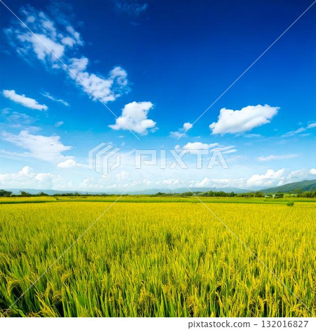 稻米成熟的鄉村景觀 稻米成熟的鄉村景觀 132016827