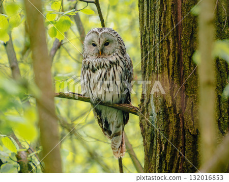 Ural owl Strix uralensis perched on tree branch in spring green forest. Big beautiful Owl quietly sitting, turns his head and looks around. Birdwatching, ecology and, environment concept Ural owl Strix uralensis perched on tree branch in spring green forest. Big beautiful Owl quietly sitting, turns his head and looks around. Birdwatching, ecology and, environment concept 132016853