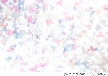 背景材質：繡球花乾燥花 132016927