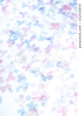 Background material: dried hydrangea flowers Background material: dried hydrangea flowers 132016934