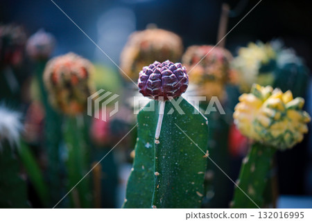 Close-up of Gymnocalycium 'Daydream' cactus among green succulents in a garden. Close-up of Gymnocalycium 'Daydream' cactus among green succulents in a garden. 132016995