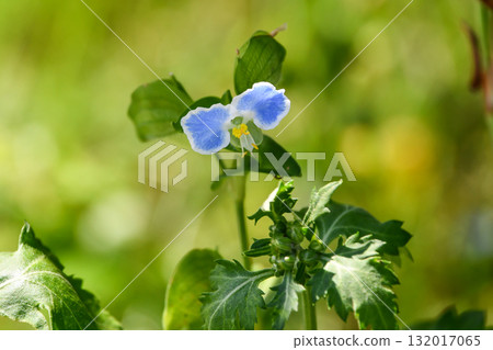 Asiatic dayflower (bicolor flower type) 132017065