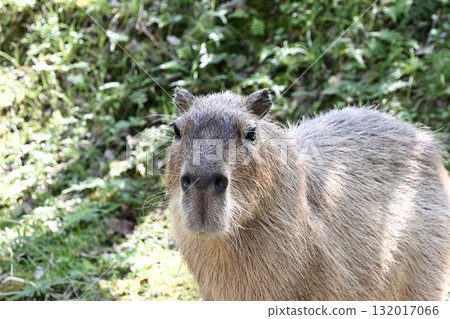 Capybara looking at the camera Capybara looking at the camera 132017066