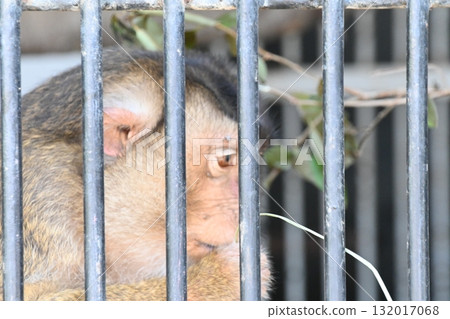 Pig-tailed macaque in a cage 132017068