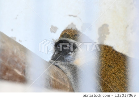 Savannah monkey taking a nap Savannah monkey taking a nap 132017069