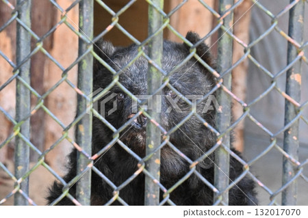 Asiatic black bear at the zoo Asiatic black bear at the zoo 132017070
