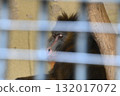 Mandrill in the cage 132017072