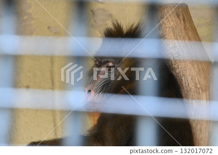 籠子裡的山魈 132017072