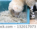 Sheep which eats grass 132017073