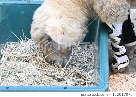 吃草的綿羊 132017073