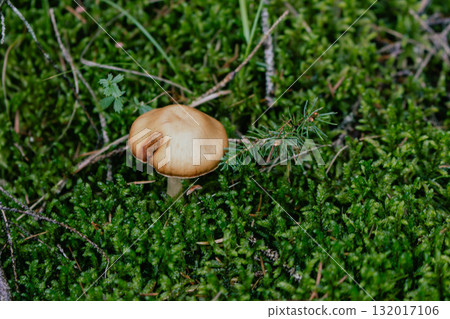 Brown fly agaric in grass. Beautiful growing amanita muscaria. Poison mushroom concept. Autumn harvest. Danger and poison background. Brown cap of amanita. Toxic food concept. Brown fly agaric in grass. Beautiful growing amanita muscaria. Poison mushroom concept. Autumn harvest. Danger and poison background. Brown cap of amanita. Toxic food concept. 132017106