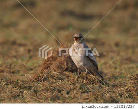 A young white wagtail searches for food in the grass at Arakawa Sports Park 132017227