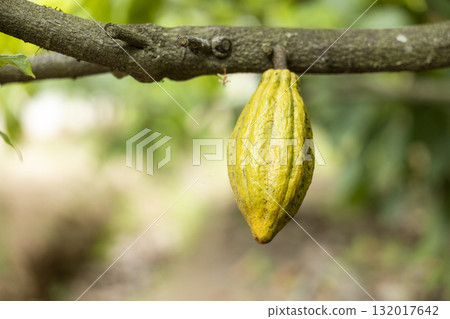Cacao Tree (Theobroma cacao). Organic cocoa fruit pods in nature. 132017642
