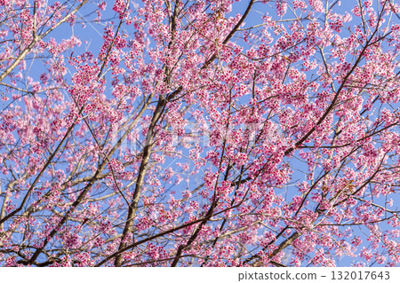 Wild Himalayan Cherry (Prunus cerasoides) or thai sakura flower 132017643