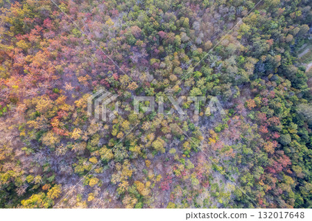 Scenic topdown shot of a deciduous forest changing leaves at the height of autumn. Picturesque flying view of the vibrant 132017648