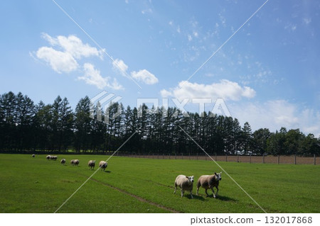 Sheep's March Sheep's March 132017868