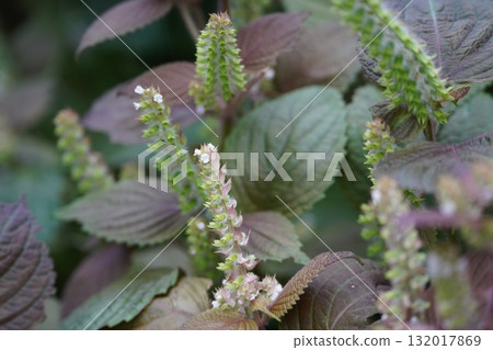 Red shiso berries illuminated by the morning sun Red shiso berries illuminated by the morning sun 132017869