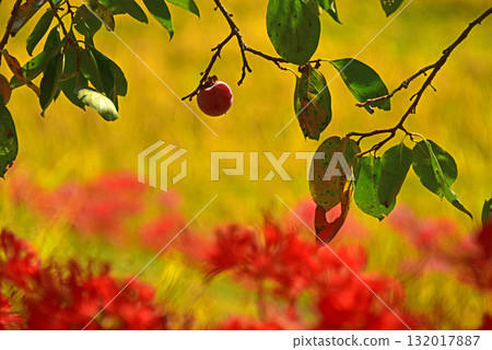 Terasaka Rice Terraces in Autumn, Chichibu County, Saitama Prefecture Terasaka Rice Terraces in Autumn, Chichibu County, Saitama Prefecture 132017887