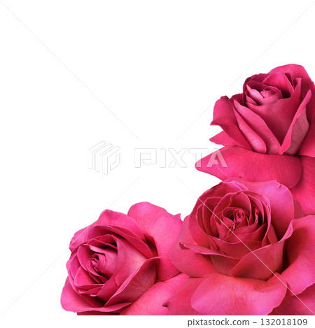 Pink rose flowers with everted petals in a corner arrangement isolated on white Pink rose flowers with everted petals in a corner arrangement isolated on white 132018109