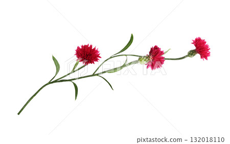 Red knapweed flowers in a floral arrangement isolated on white background 132018110