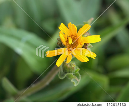 Arnica montana, also known as mountain tobacco or mountain arnica. Arnica montana, also known as mountain tobacco or mountain arnica. 132018180