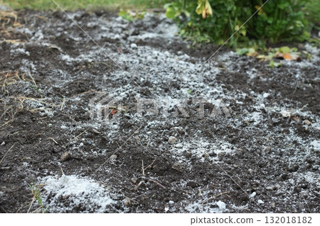 Wood ash scattered on the surface of a vegetable garden. Wood ash scattered on the surface of a vegetable garden. 132018182