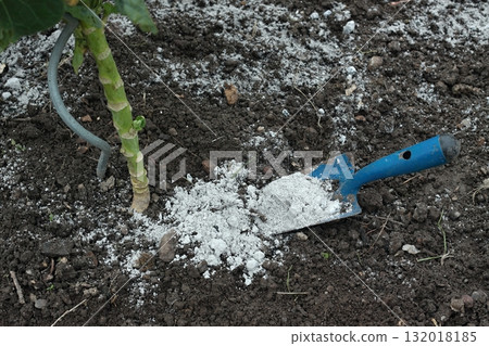 Wood ash scattered on the surface of a vegetable garden with brussels sprout. Wood ash scattered on the surface of a vegetable garden with brussels sprout. 132018185