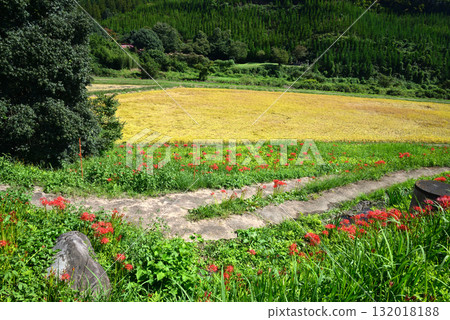 Minozawa Red Spider Lily Park 2025-9-27 #3 132018188