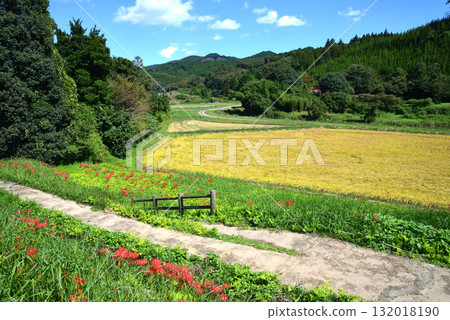 Minozawa Red Spider Lily Park 2025-9-27 #5 132018190