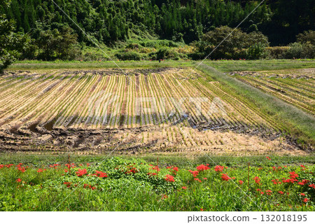 箕澤紅花石蒜公園 2025-9-27 #10 箕澤紅花石蒜公園 2025-9-27 #10 132018195